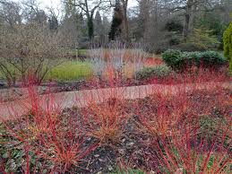 Attēlu rezultāti vaicājumam “Cornus sanguinea”
