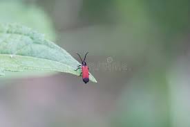 Attēlu rezultāti vaicājumam “Lygistopterus sanguineus larva”