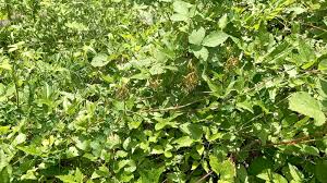 Attēlu rezultāti vaicājumam “Astragalus glycyphyllos leaf”