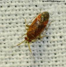 Attēlu rezultāti vaicājumam “Psallus sp. imago”