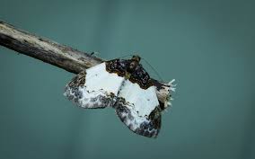 Attēlu rezultāti vaicājumam “Mesoleuca albicillata”