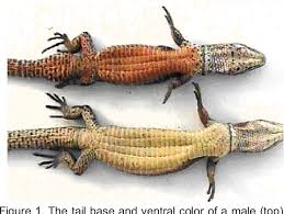 Attēlu rezultāti vaicājumam “Lacerta vivipara female”