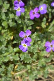 Image result for Aubrieta hybrida (cultorum)