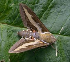 Attēlu rezultāti vaicājumam “Hyles gallii”