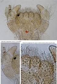 Attēlu rezultāti vaicājumam “Tortula lingulata macro”