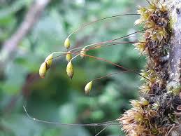 Attēlu rezultāti vaicājumam “Neckera crispa sporophyte”