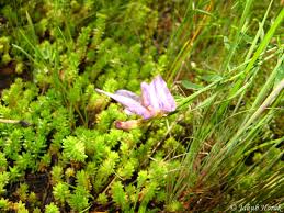 Attēlu rezultāti vaicājumam “Astragalus arenarius flower”