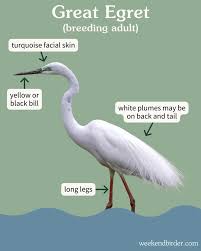 Attēlu rezultāti vaicājumam “Egretta alba adult”