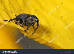 Attēlu rezultāti vaicājumam “Mononychus punctumalbum”