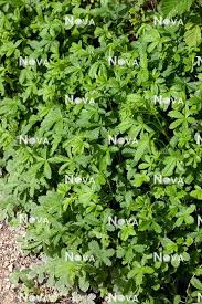 Attēlu rezultāti vaicājumam “Potentilla reptans”