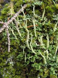 Attēlu rezultāti vaicājumam “Cladonia coniocraea”