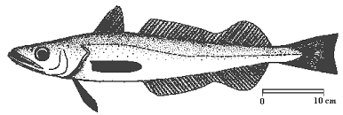 Image result for Merluccius merluccius