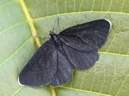 Attēlu rezultāti vaicājumam “Odezia atrata”