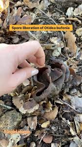 Attēlu rezultāti vaicājumam “Otidea bufonia”