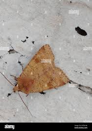 Attēlu rezultāti vaicājumam “Diarsia florida”