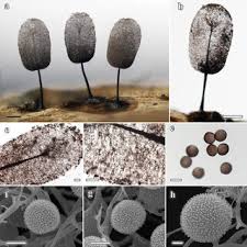 Attēlu rezultāti vaicājumam “Claustria didermoides”