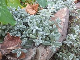 Attēlu rezultāti vaicājumam “Cerastium tomentosum leaf”