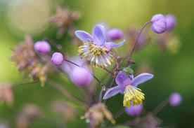 Attēlu rezultāti vaicājumam “Thalictrum aquilegifolium bud”
