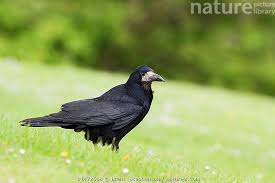 Attēlu rezultāti vaicājumam “Corvus frugilegus”
