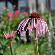 Image result for Echinacea Lustre hybrids