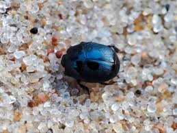 Attēlu rezultāti vaicājumam “Hypocaccus rugiceps”