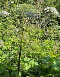 Attēlu rezultāti vaicājumam “Heracleum sosnowskyi fruit”