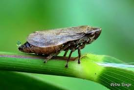 Attēlu rezultāti vaicājumam “Paramesus obtusifrons”