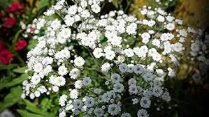Attēlu rezultāti vaicājumam “Gypsophila paniculata leaf”