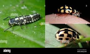 Attēlu rezultāti vaicājumam “Propylea quatuordecimpunctata”