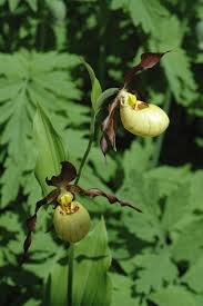 Attēlu rezultāti vaicājumam “Cypripedium calceolus flower”