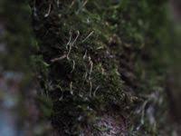 Attēlu rezultāti vaicājumam “Eocronartium muscicola”