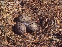 Attēlu rezultāti vaicājumam “Larus argentatus eggs”