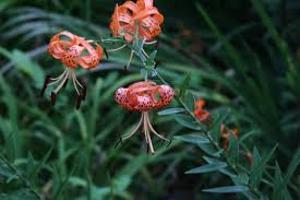 Attēlu rezultāti vaicājumam “Lilium lancifolium”