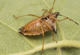 Attēlu rezultāti vaicājumam “Elasmucha ferrugata”