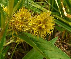Attēlu rezultāti vaicājumam “Lysimachia thyrsiflora leaf”