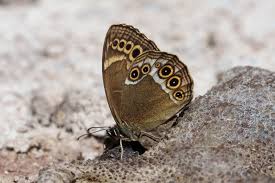 Attēlu rezultāti vaicājumam “Lopinga achine underside”