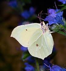 Attēlu rezultāti vaicājumam “Gonepteryx rhamni male”