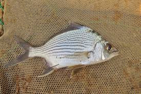 Image result for Eugerres plumieri