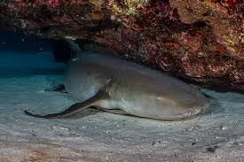 Image result for Nebrius ferrugineus