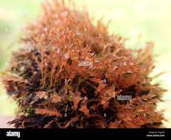 Attēlu rezultāti vaicājumam “Bryum weigelii”