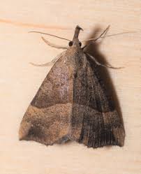 Attēlu rezultāti vaicājumam “Hypena proboscidalis”