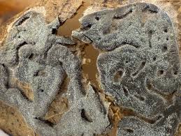 Attēlu rezultāti vaicājumam “Didymium serpula”