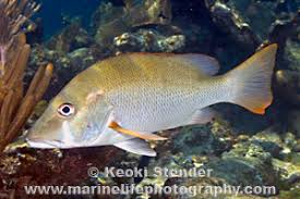 Image result for Lutjanus jocu