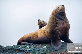 Image result for Eumetopias jubatus