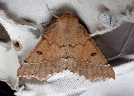 Attēlu rezultāti vaicājumam “Odontopera bidentata”