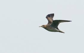 Image result for Bartramia longicauda