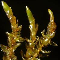 Attēlu rezultāti vaicājumam “Calliergon megalophyllum”