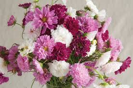 Image result for Cosmos bipinnatus `Double Click`