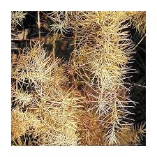 Attēlu rezultāti vaicājumam “Larix kaempferi fruit”