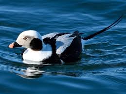 Attēlu rezultāti vaicājumam “Clangula hyemalis male”